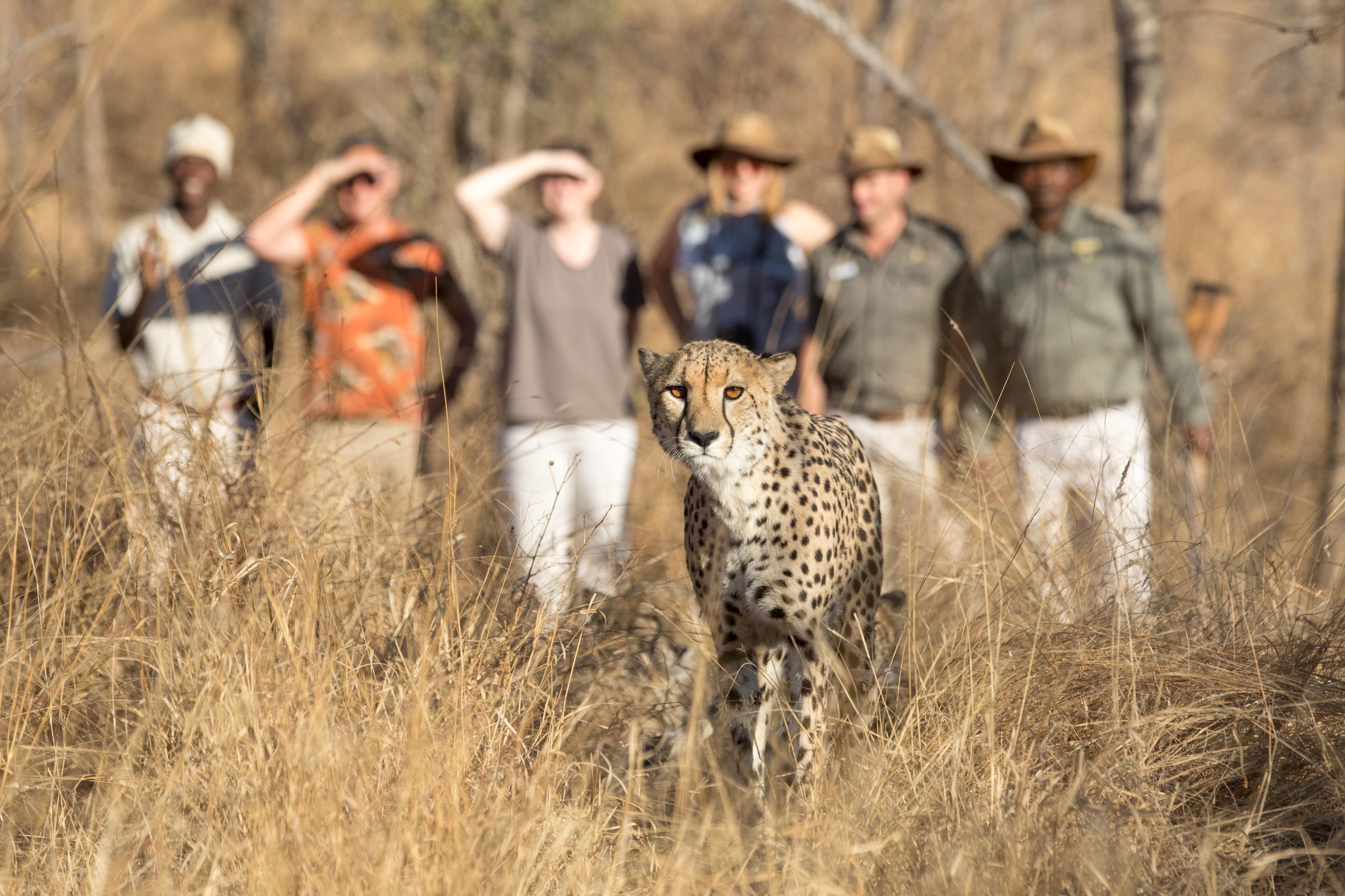 Karongwe Portfolio- Shiduli Private Game Lodge Karongwe Game Reserve Eksteriør billede