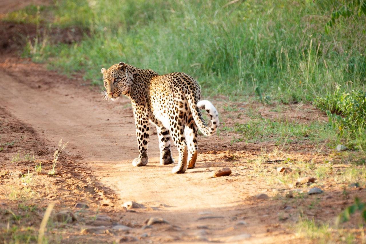 Karongwe Portfolio- Shiduli Private Game Lodge Karongwe Game Reserve Eksteriør billede