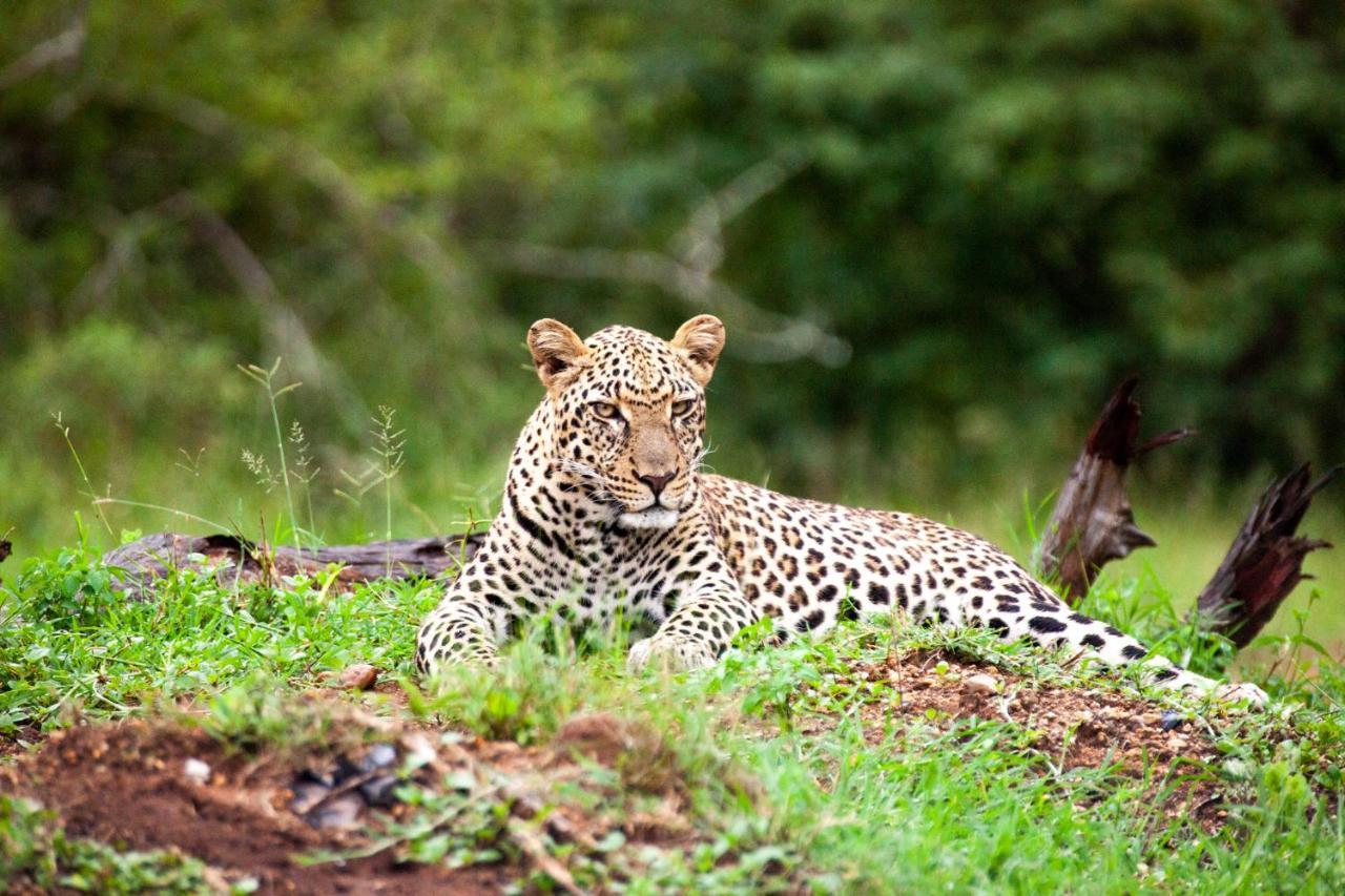 Karongwe Portfolio- Shiduli Private Game Lodge Karongwe Game Reserve Eksteriør billede