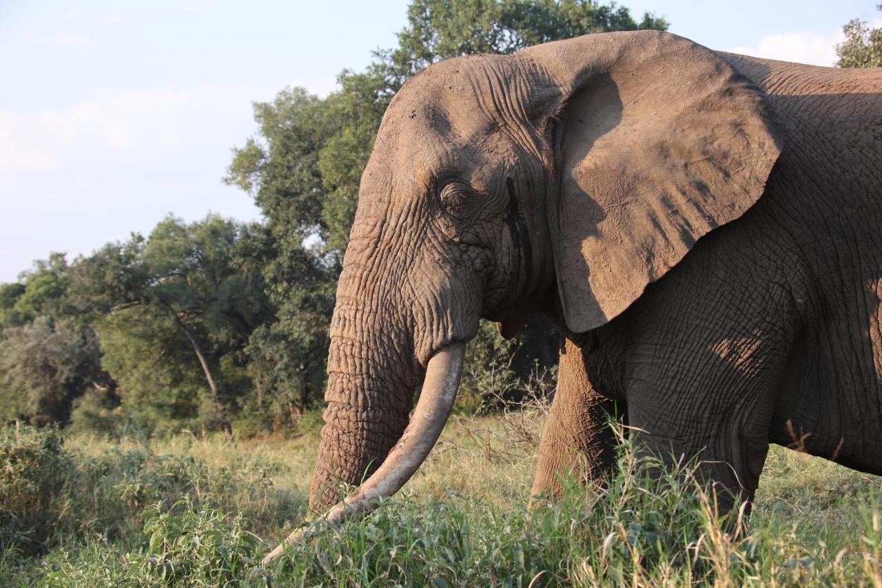 Karongwe Portfolio- Shiduli Private Game Lodge Karongwe Game Reserve Eksteriør billede