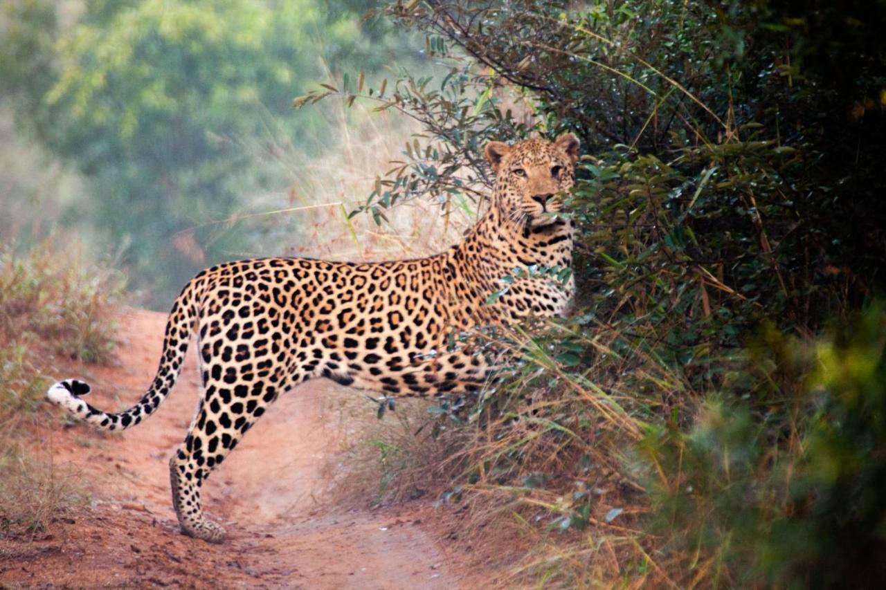Karongwe Portfolio- Shiduli Private Game Lodge Karongwe Game Reserve Eksteriør billede