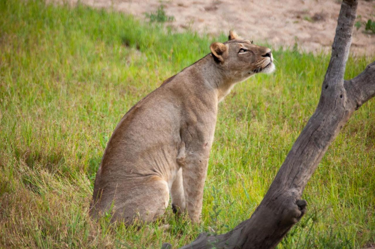 Karongwe Portfolio- Shiduli Private Game Lodge Karongwe Game Reserve Eksteriør billede