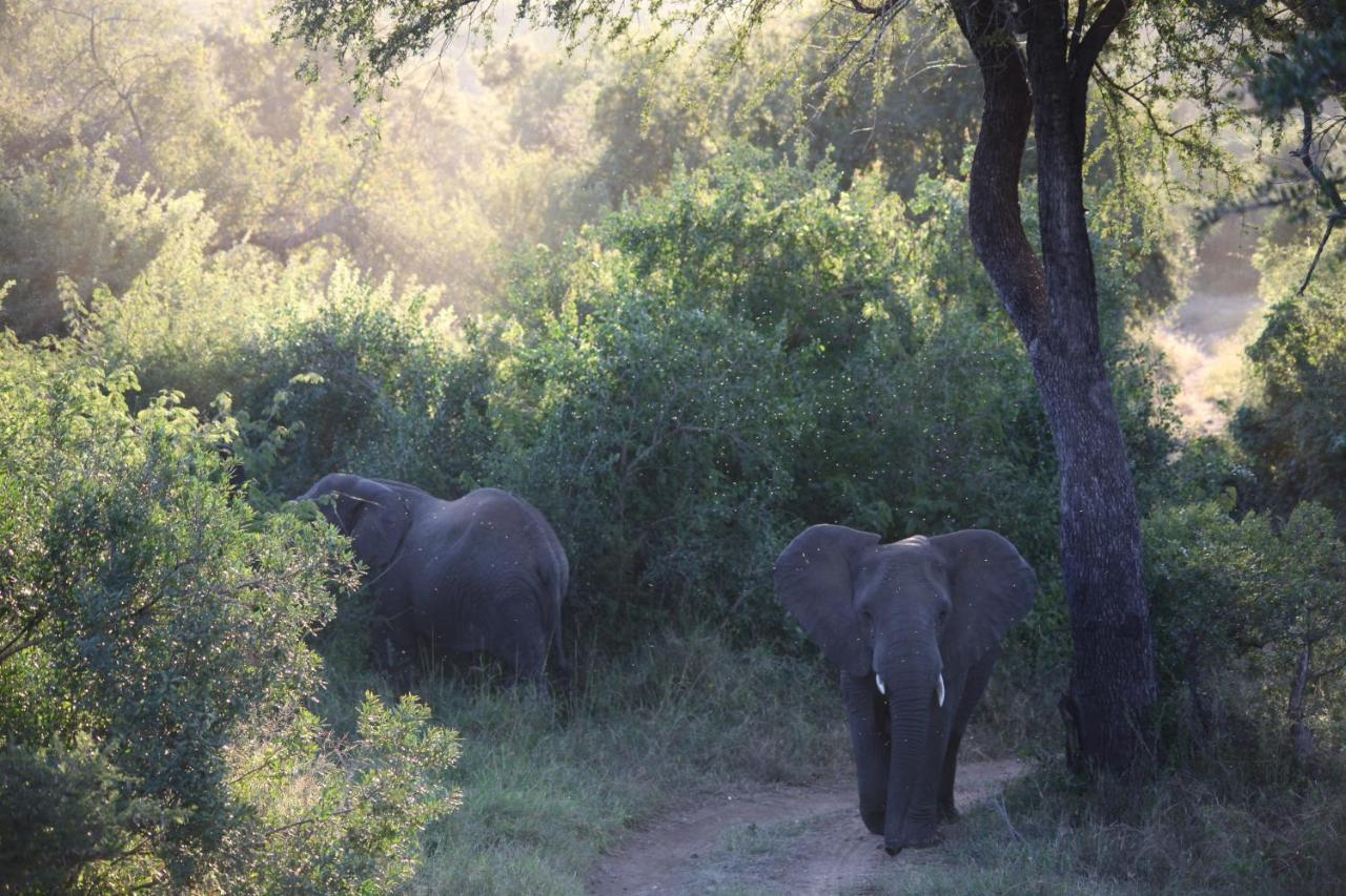 Karongwe Portfolio- Shiduli Private Game Lodge Karongwe Game Reserve Eksteriør billede