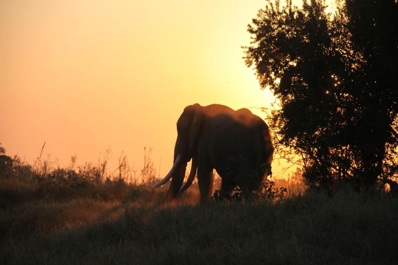 Karongwe Portfolio- Shiduli Private Game Lodge Karongwe Game Reserve Eksteriør billede