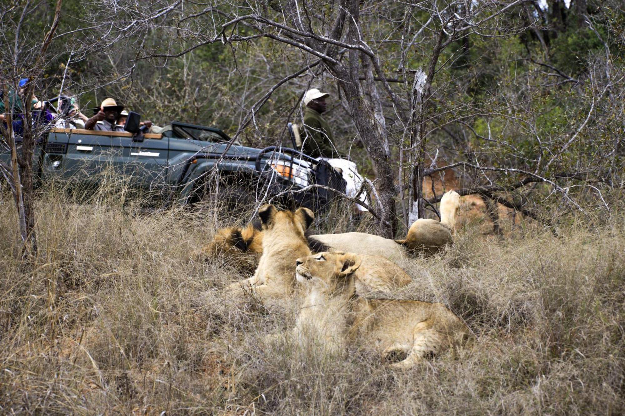 Karongwe Portfolio- Shiduli Private Game Lodge Karongwe Game Reserve Eksteriør billede