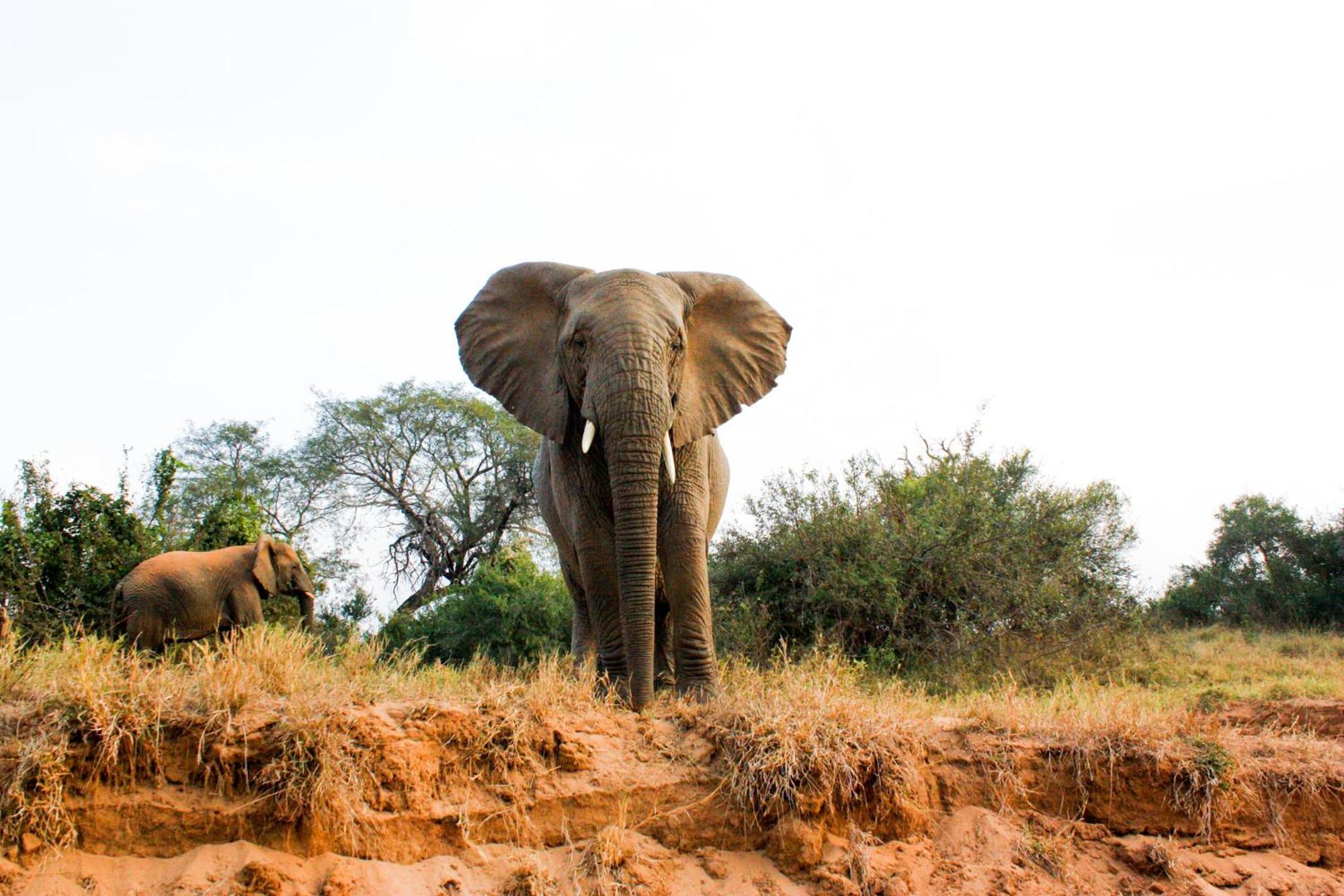 Karongwe Portfolio- Shiduli Private Game Lodge Karongwe Game Reserve Eksteriør billede